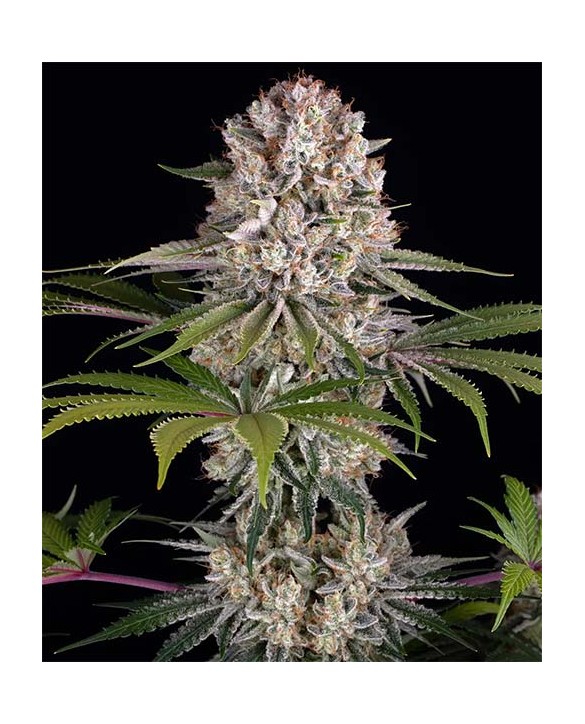 Amnesia Haze | Barney’s Farm