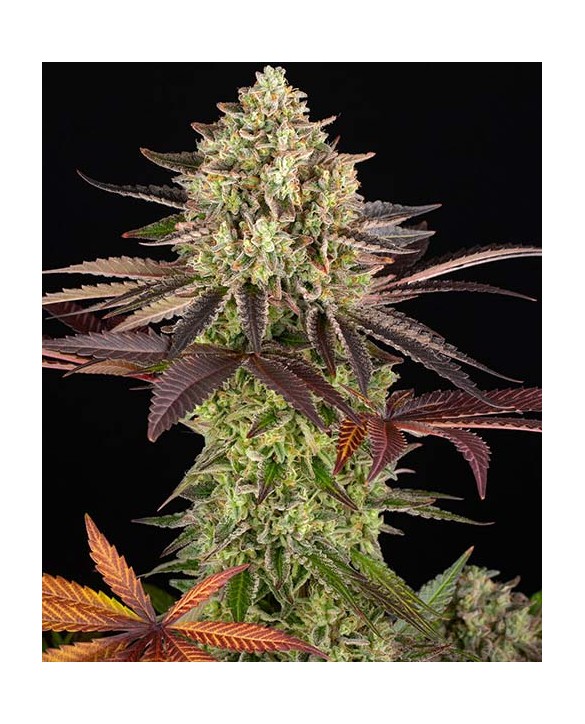 Apple Fritter | Barney’s Farm
