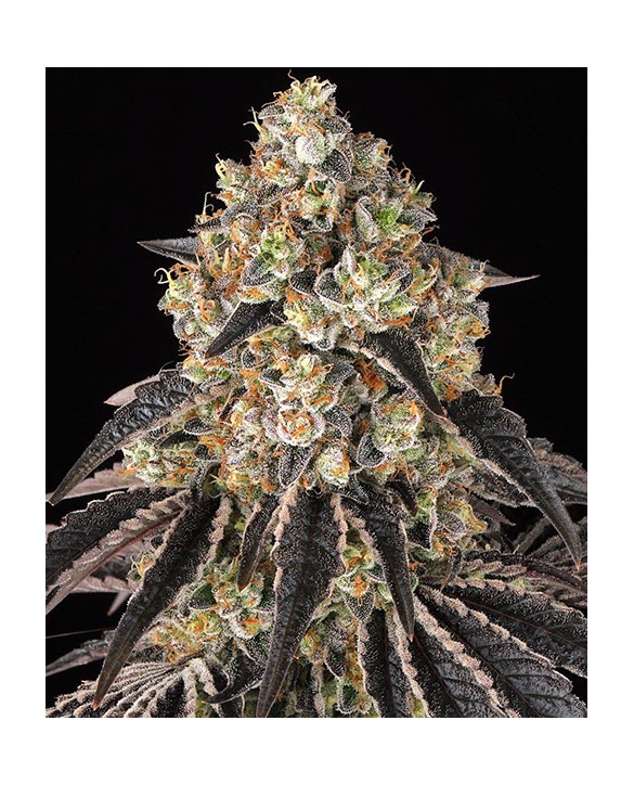 Black Cherry Gushers | Barney’s Farm