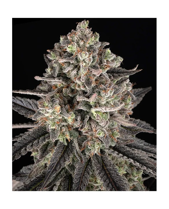 Blue Dream | Barney's Farm