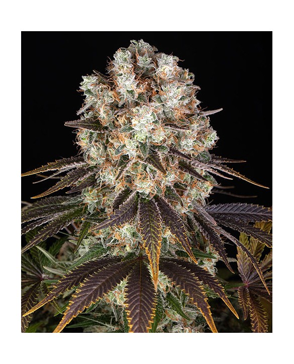 Bruce Banner | Barney's Farm