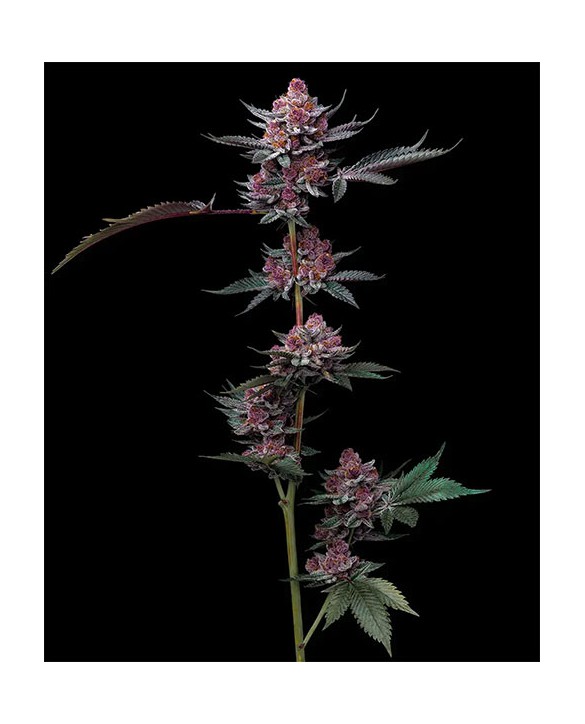 Cherry Poppers | Barney's Farm