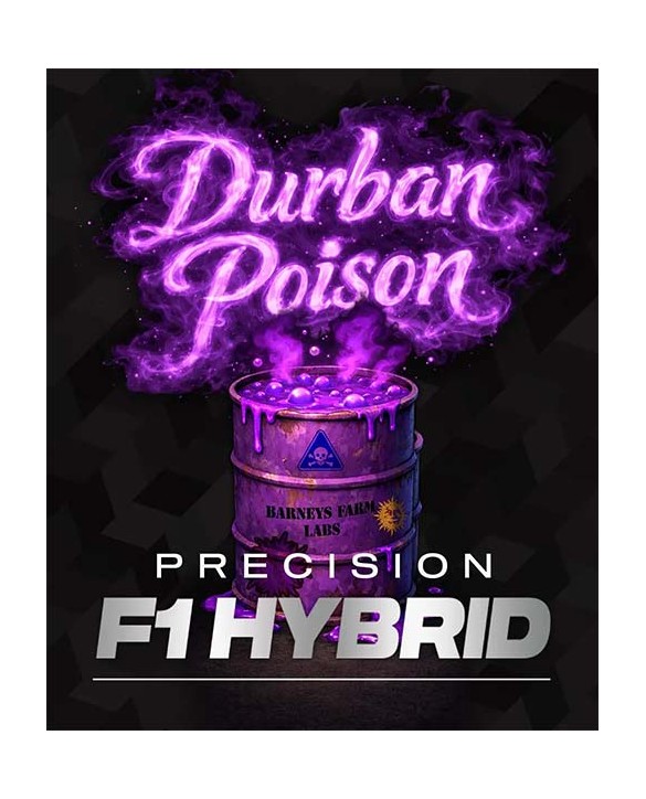 Durban Poison | Barney's Farm
