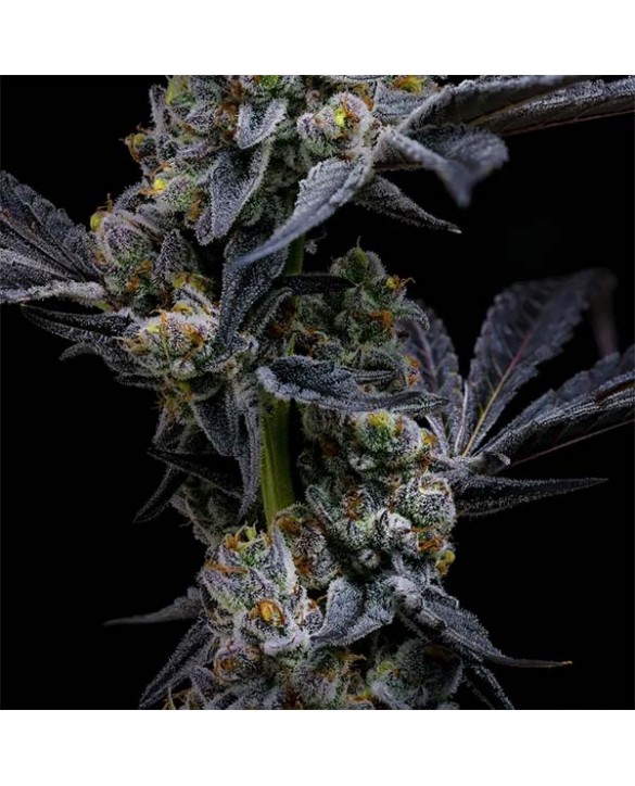 Garlic Cookies | Barney's Farm