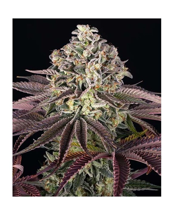 GrandDaddy Purple | Barney's Farm