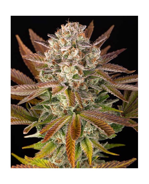 Jealousy | Barney's Farm