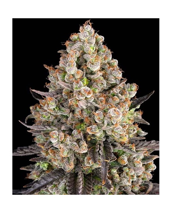 OG Kush | Barney’s Farm